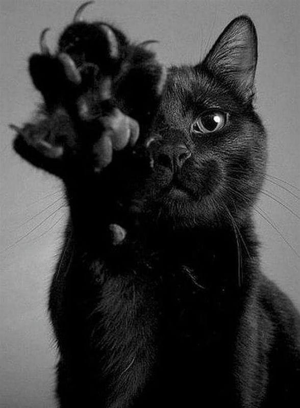 Картинки черных кошек (100 фото) #96