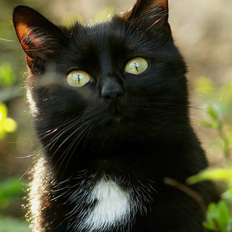 Картинки черных кошек (100 фото) #93