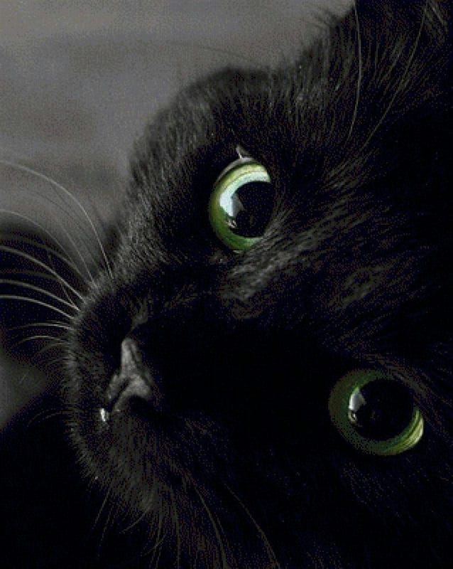 Картинки черных кошек (100 фото) #100