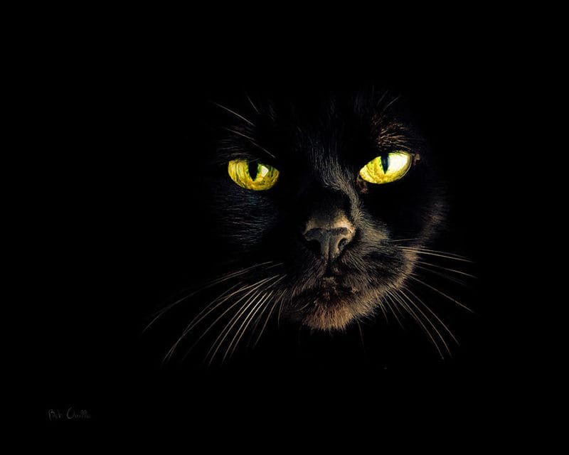 Картинки черных кошек (100 фото) #8