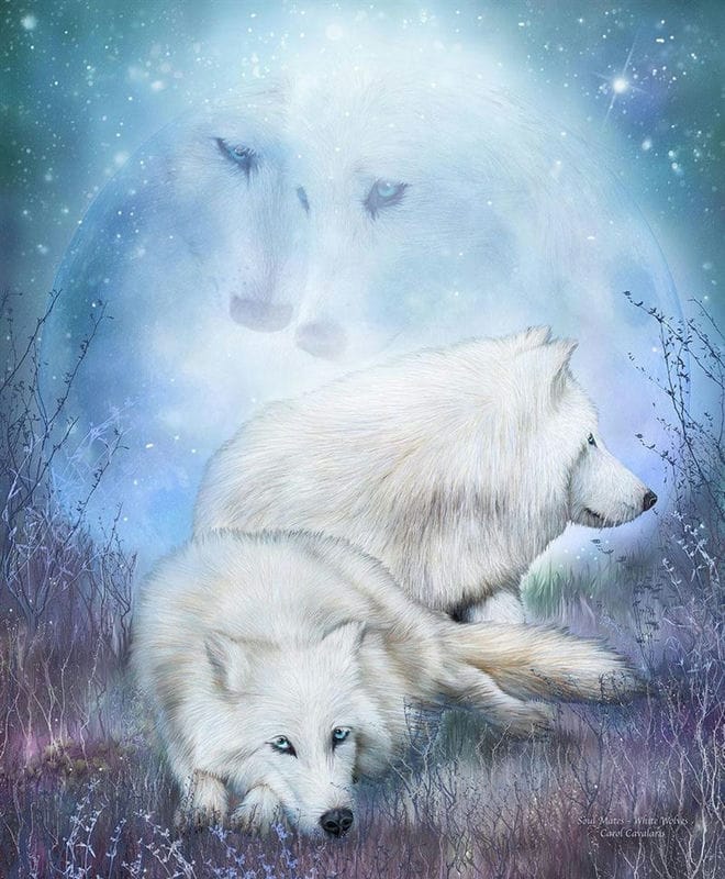 Картинки белых волков (100 фото) #7