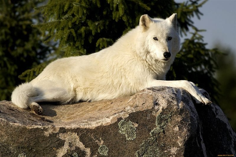 Картинки белых волков (100 фото) #6