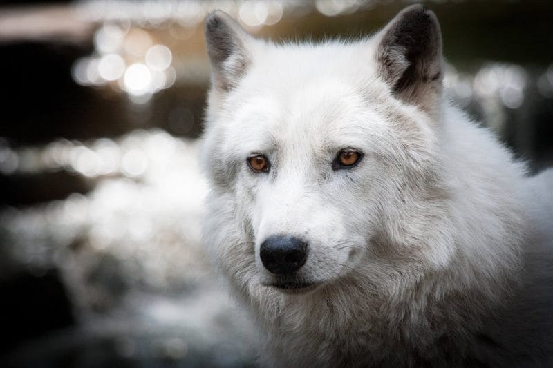 Картинки белых волков (100 фото) #1
