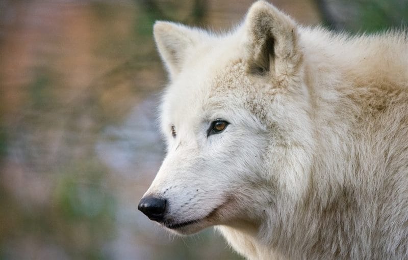 Картинки белых волков (100 фото) #32