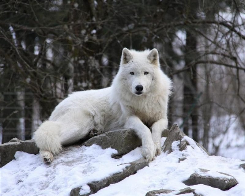 Картинки белых волков (100 фото) #27