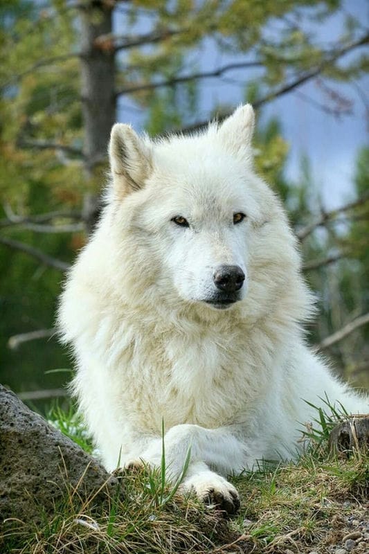 Картинки белых волков (100 фото) #5