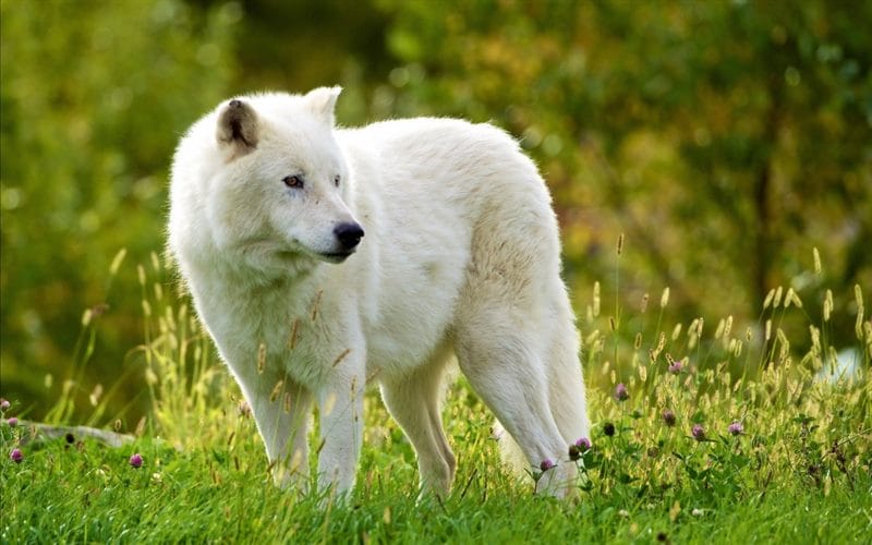 Картинки белых волков (100 фото) #20