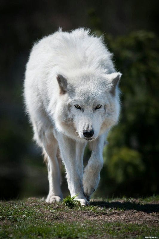 Картинки белых волков (100 фото) #31
