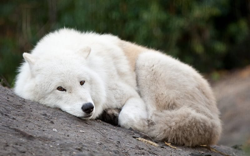 Картинки белых волков (100 фото) #56