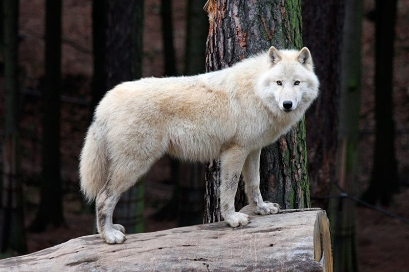 Картинки белых волков (100 фото) #21