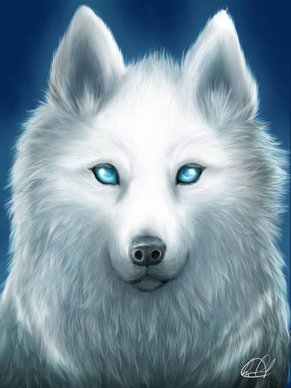 Картинки белых волков (100 фото) #73