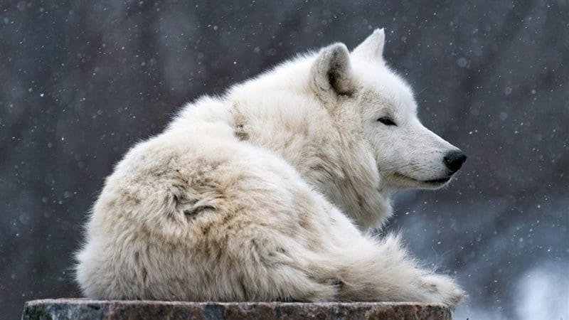 Картинки белых волков (100 фото) #45