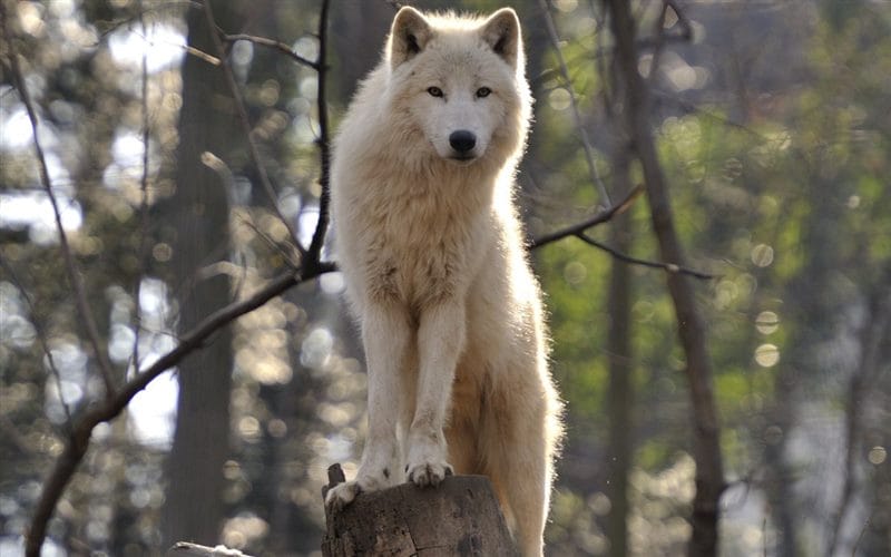 Картинки белых волков (100 фото) #43