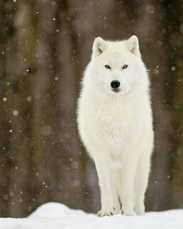 Картинки белых волков (100 фото) #25