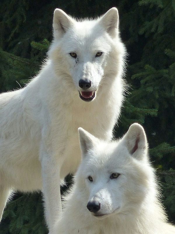 Картинки белых волков (100 фото) #4