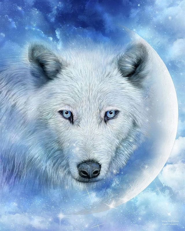 Картинки белых волков (100 фото) #14