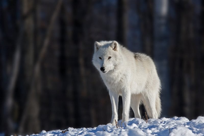 Картинки белых волков (100 фото) #84