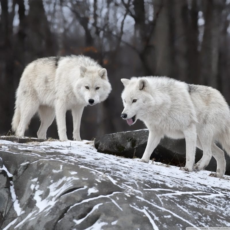 Картинки белых волков (100 фото) #9