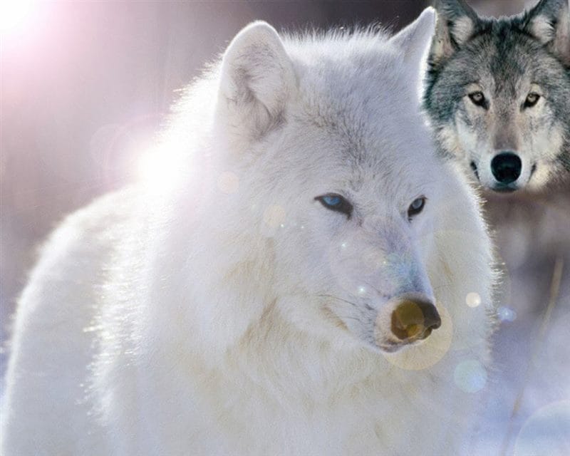 Картинки белых волков (100 фото) #64