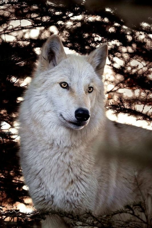 Картинки белых волков (100 фото) #12