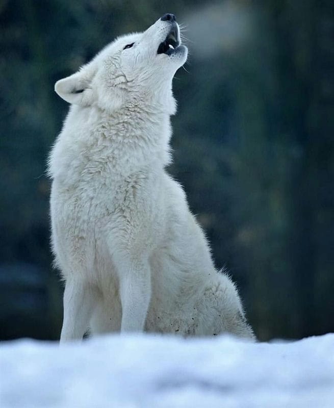 Картинки белых волков (100 фото) #74
