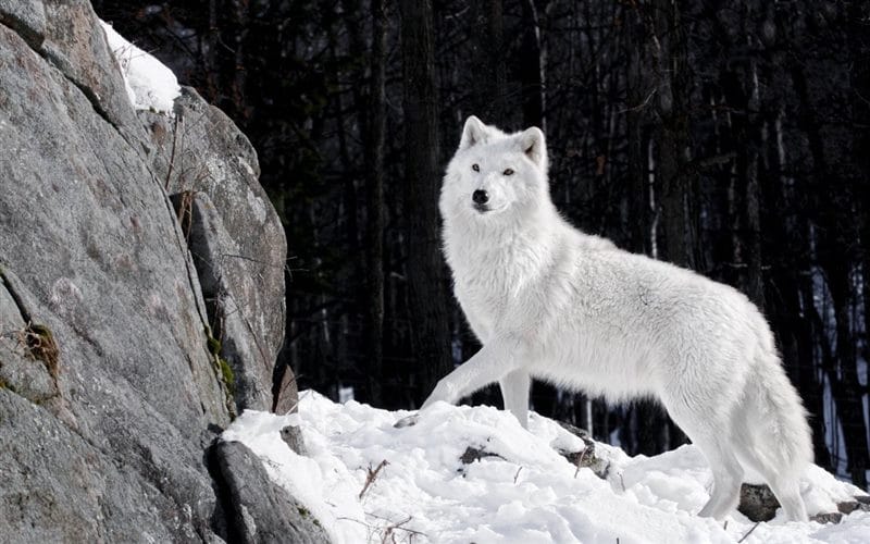 Картинки белых волков (100 фото) #13