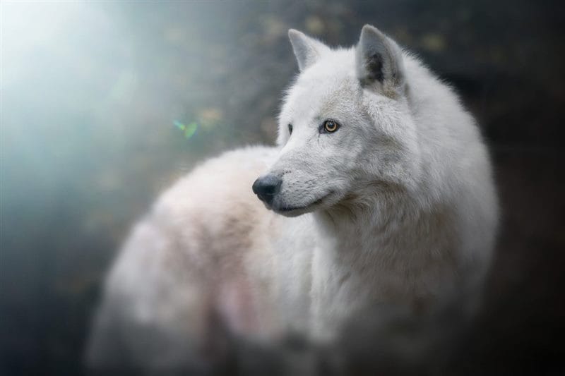 Картинки белых волков (100 фото) #92