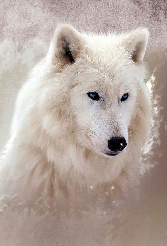 Картинки белых волков (100 фото) #57