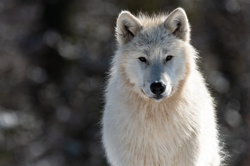Картинки белых волков (100 фото) #58