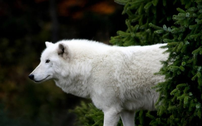 Картинки белых волков (100 фото) #69