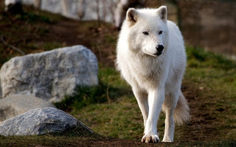 Картинки белых волков (100 фото) #28