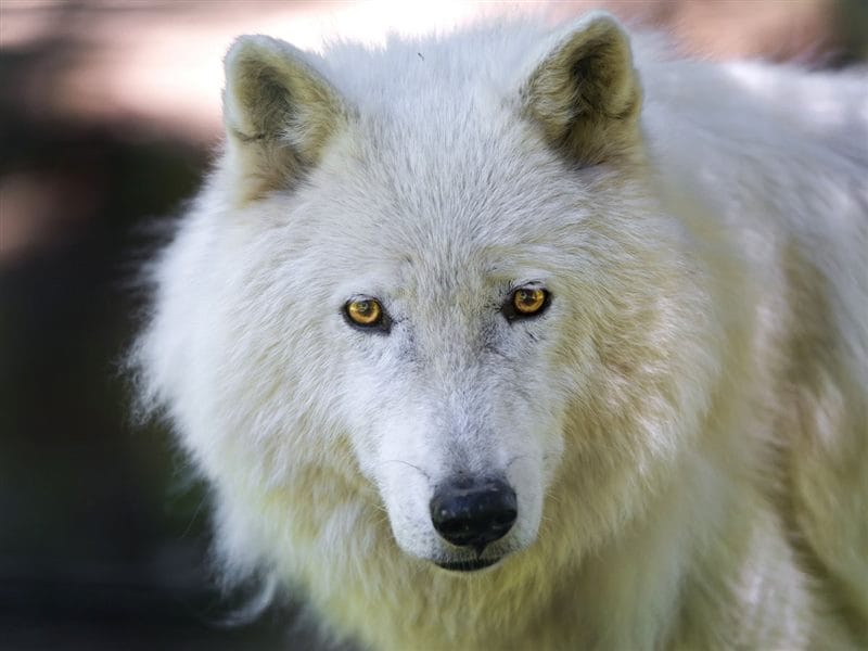 Картинки белых волков (100 фото) #36