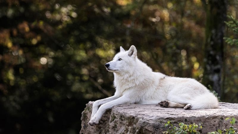 Картинки белых волков (100 фото) #52