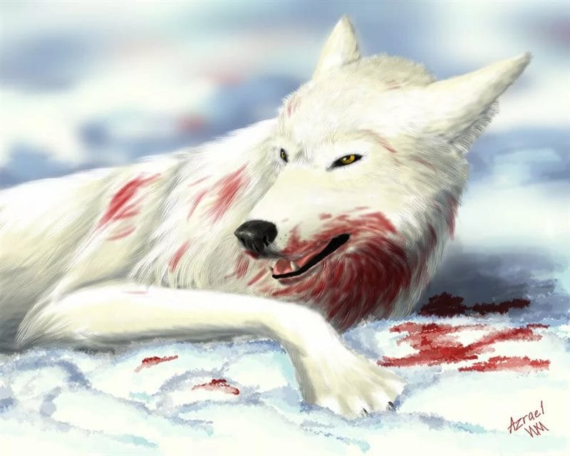 Картинки белых волков (100 фото) #75