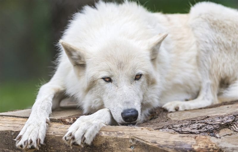 Картинки белых волков (100 фото) #50