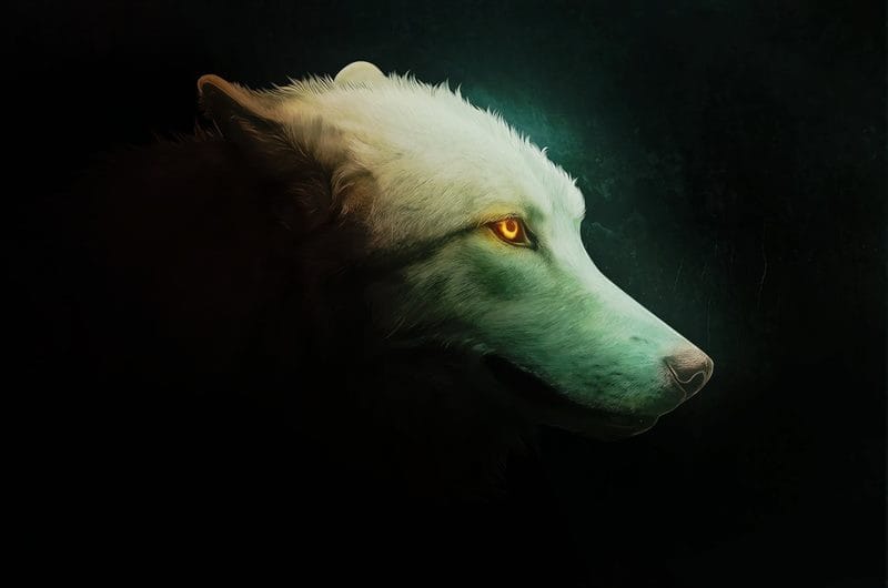 Картинки белых волков (100 фото) #100