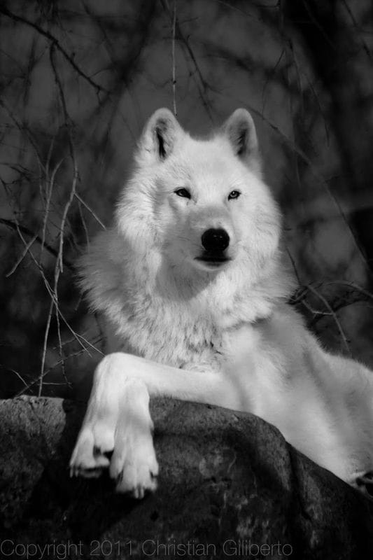 Картинки белых волков (100 фото) #79