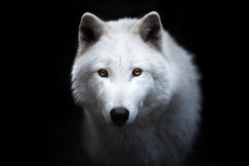 Картинки белых волков (100 фото) #96
