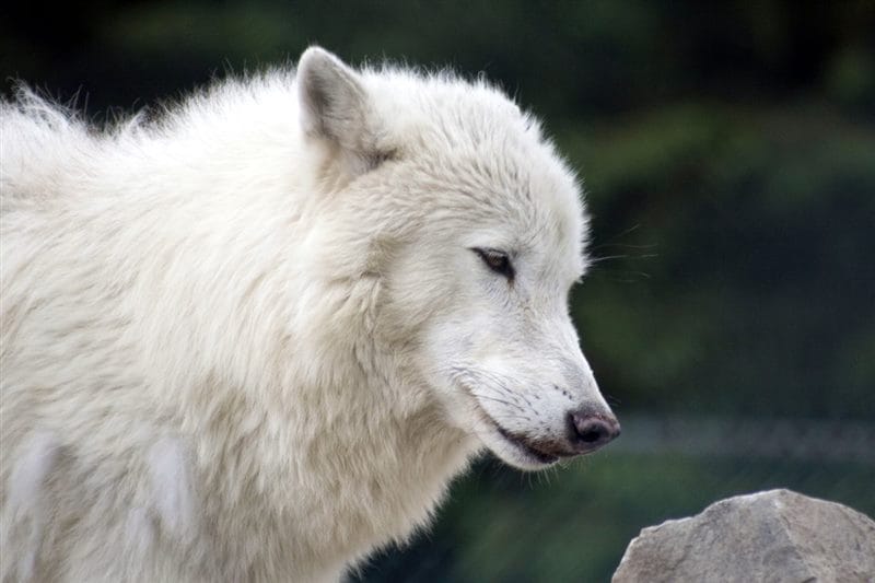 Картинки белых волков (100 фото) #54