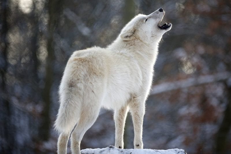 Картинки белых волков (100 фото) #63