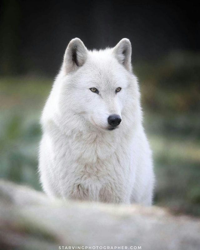 Картинки белых волков (100 фото) #55