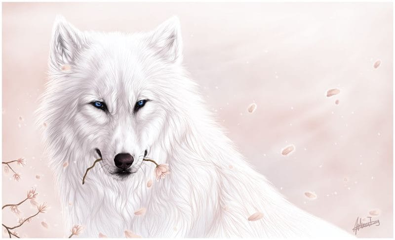 Картинки белых волков (100 фото) #95