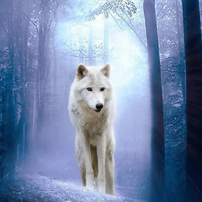 Картинки белых волков (100 фото) #71