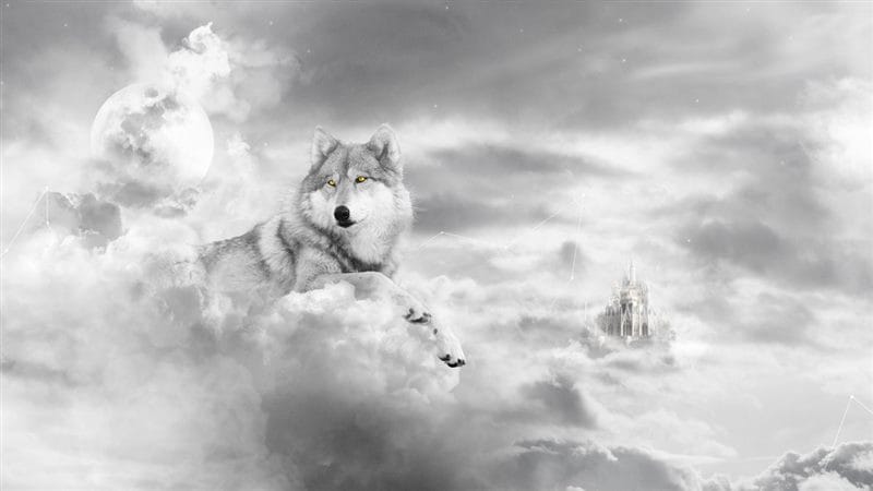 Картинки белых волков (100 фото) #89