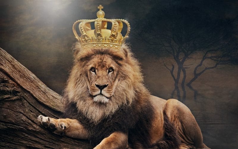 Картинки лев с короной (100 фото) #1