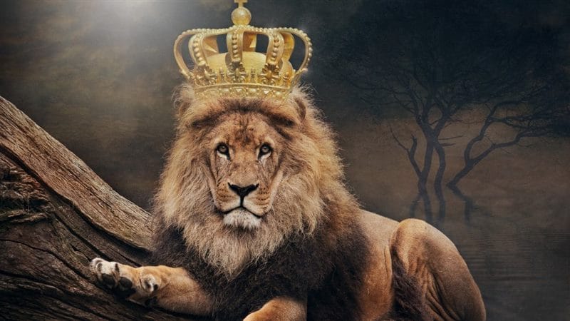 Картинки лев с короной (100 фото) #26