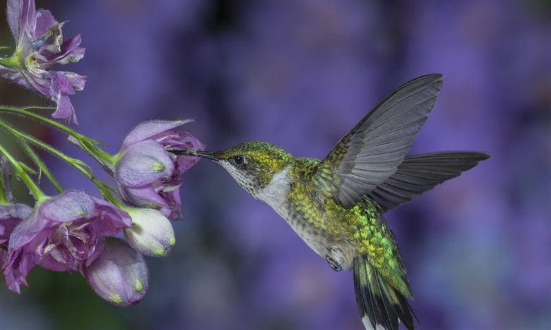 Картинки птицы и цветы (100 фото) #27