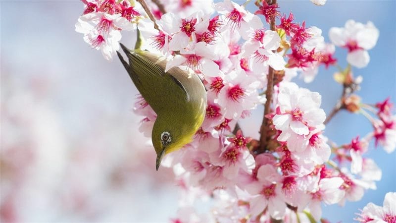Картинки птицы и цветы (100 фото) #21