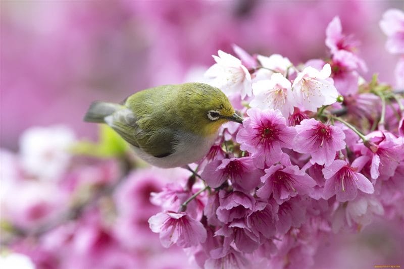 Картинки птицы и цветы (100 фото) #19
