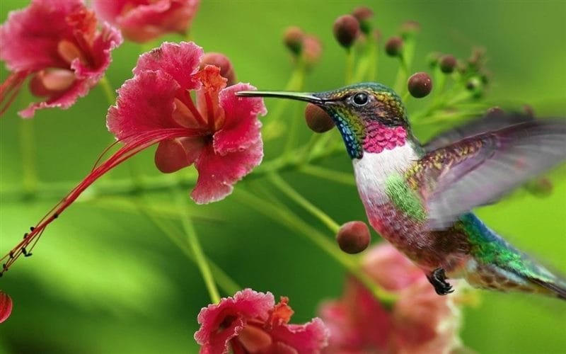 Картинки птицы и цветы (100 фото) #25